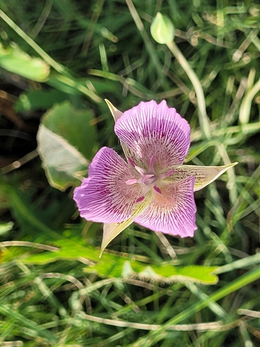 Alkali mariposa lily (Calochortus striatus)