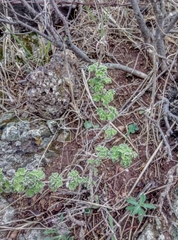 Pseudodictamnus undulatus