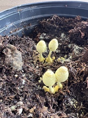 Leucocoprinus birnbaumii image