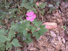 Geranium oaxacanum