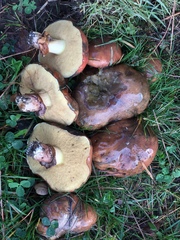 Suillus luteus image