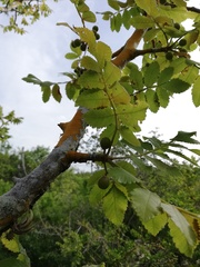 Bursera excelsa