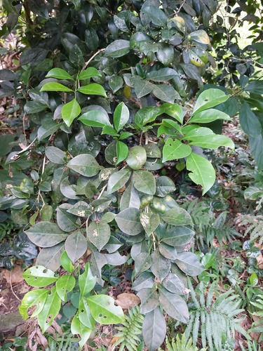 Murraya omphalocarpa, photograph 2