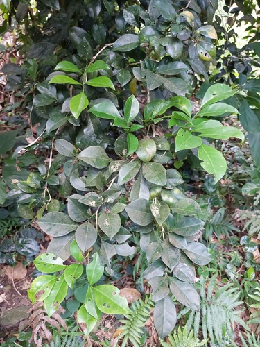 Murraya omphalocarpa, photograph 4
