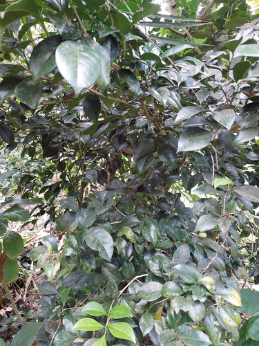 Murraya omphalocarpa, photograph 3