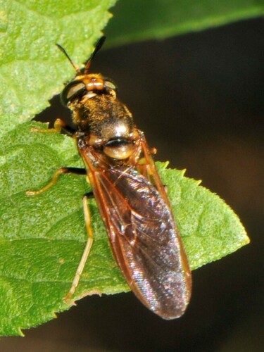 Hermetia concinna photo 2