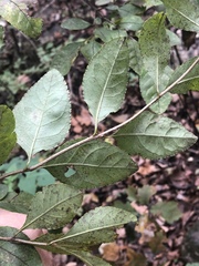 Forestiera ligustrina