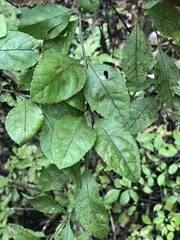 Forestiera ligustrina