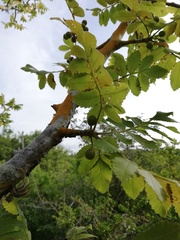 Bursera excelsa