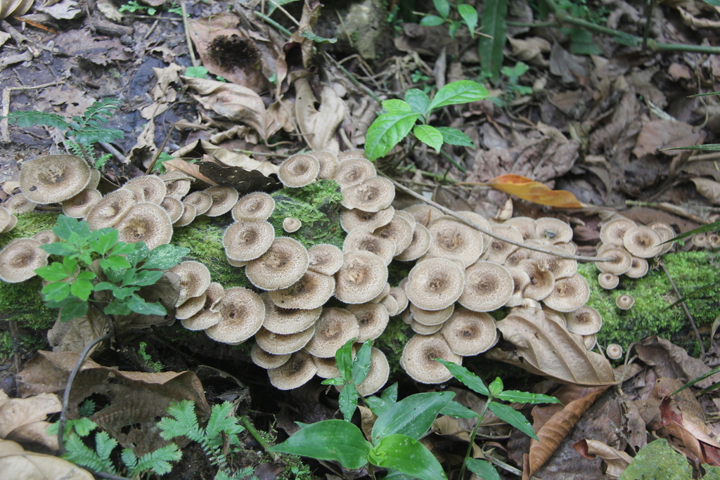 Lentinus crinitus · November 2016 · photo: © yoannisd (iNaturalist, cc-by)