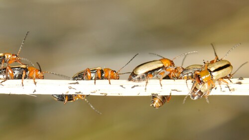 Triarius lividus