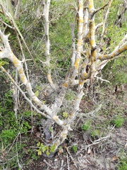 Bursera excelsa