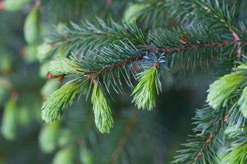 Sitka spruce