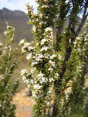 Taxandria parviceps