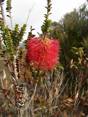 Melaleuca sparsa