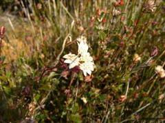 Xanthosia rotundifolia