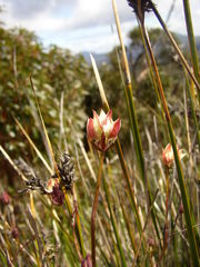 Xanthosia rotundifolia