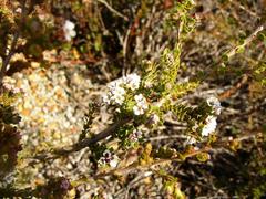 Thryptomene