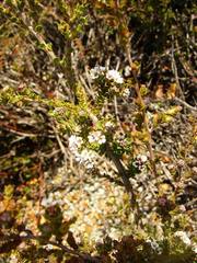 Thryptomene