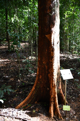 Image of Syzygium alliiligneum by (c) Thomas Mesaglio, some rights reserved (CC BY)