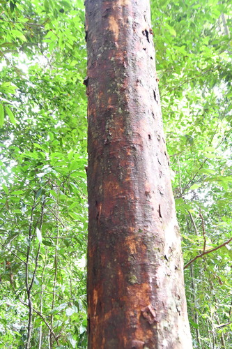 Image of Syzygium alliiligneum by (c) Thomas Mesaglio, some rights reserved (CC BY)