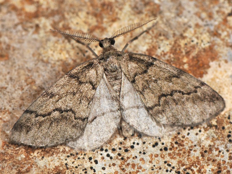 Tephronia theophilaria