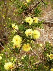 Melaleuca pungens