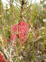 Melaleuca alilateralis