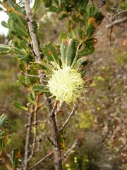 Banksia cuneata
