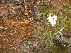 Drosera pallida
