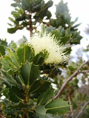 Banksia cuneata