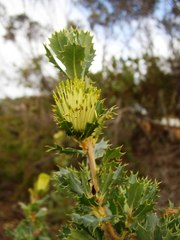 Banksia cuneata