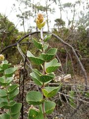 Hakea cucullata