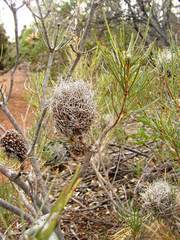 Banksia violacea
