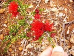 Melaleuca cyrtodonta