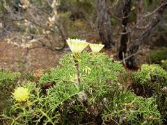 Petrophile divaricata