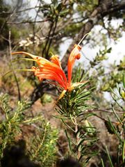 Lambertia ericifolia