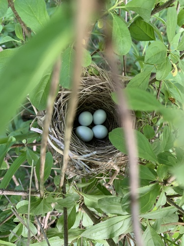 Indigo Bunting, photo 10 of 10