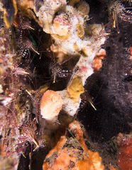 Rhynchocinetes serratus