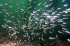 Ambassis jacksoniensis