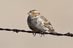 Calcarius ornatus