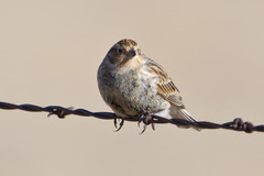 Calcarius ornatus