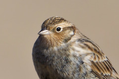 Calcarius ornatus