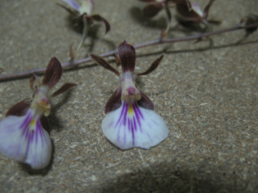 Tetramicra simplex