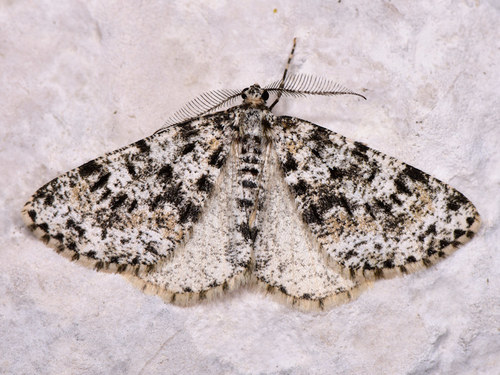 Fagivorina arenaria (Hufnagel, 1767)
