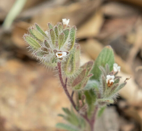 Mt. Diablo phacelia (Phacelia phacelioides)