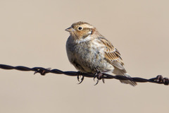 Calcarius ornatus