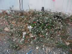 Heliotropium hirsutissimum