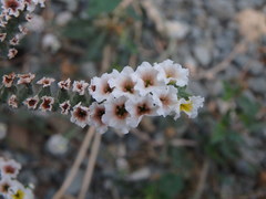 Heliotropium hirsutissimum