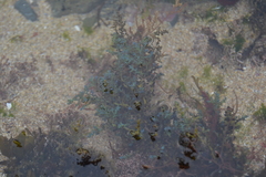 Ericaria selaginoides